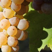 FROM GRAPE TO WINE | THE PROFESSIONS